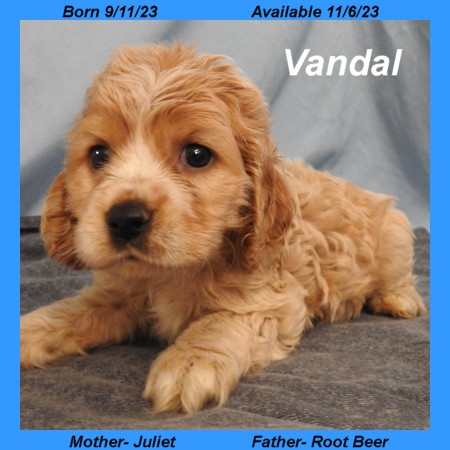 puppy, for, sale, Cocker Spaniel, Joe & Cherri  Overlease, dog, breeder, Miller, MO, dog-breeder, puppy-for-sale, forsale, nearby, find, puppyfind, locator, puppylocator, aca